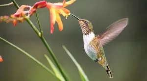 Hummingbird Telefilem Full Movie Download Video